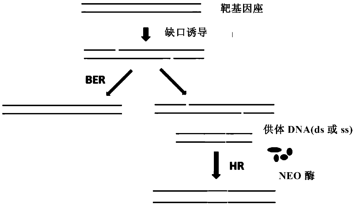 Insect site-directed gene knock-in composition and method and application thereof