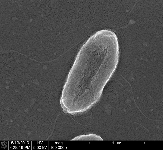 A strain of Pseudoalteromonas with alginolytic ability and its application to red tide of Karenia militaris