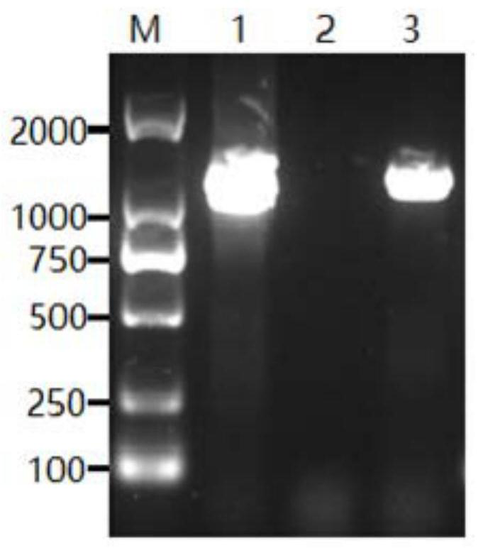 Application of gram-positive bacterium expression system in expression of clostridium septium toxin, preparation method of clostridium septium alpha toxin and vaccine