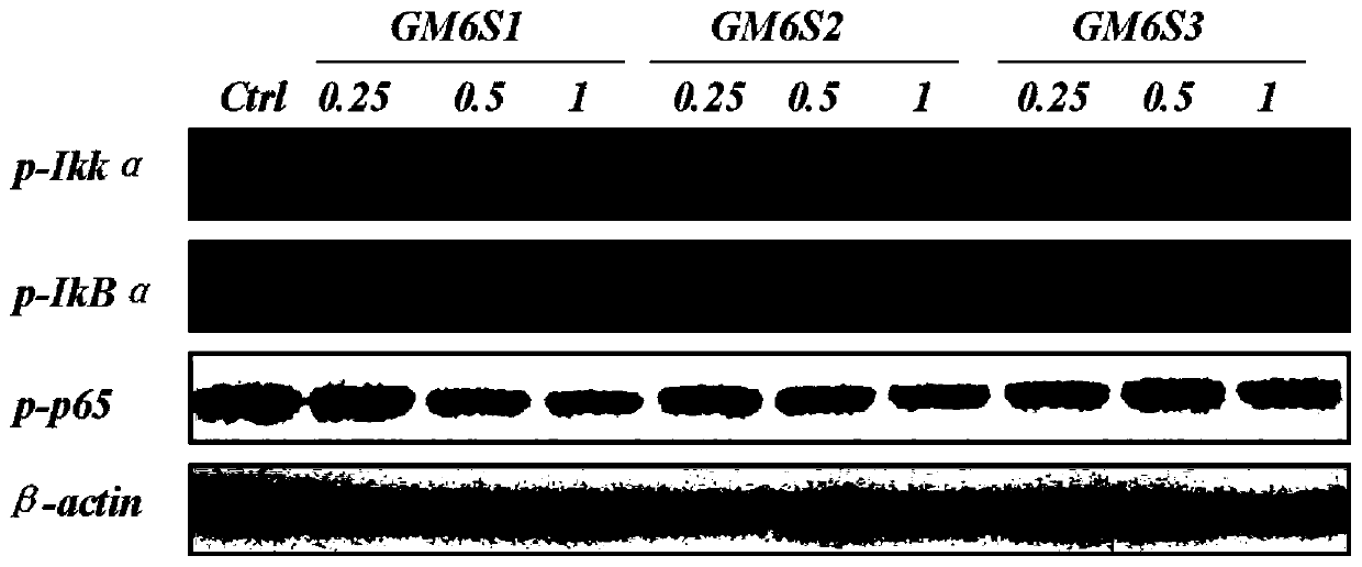 Application for sulfated mannose glucuronic acid hexasaccharide in prevention and treatment of atherosclerosis