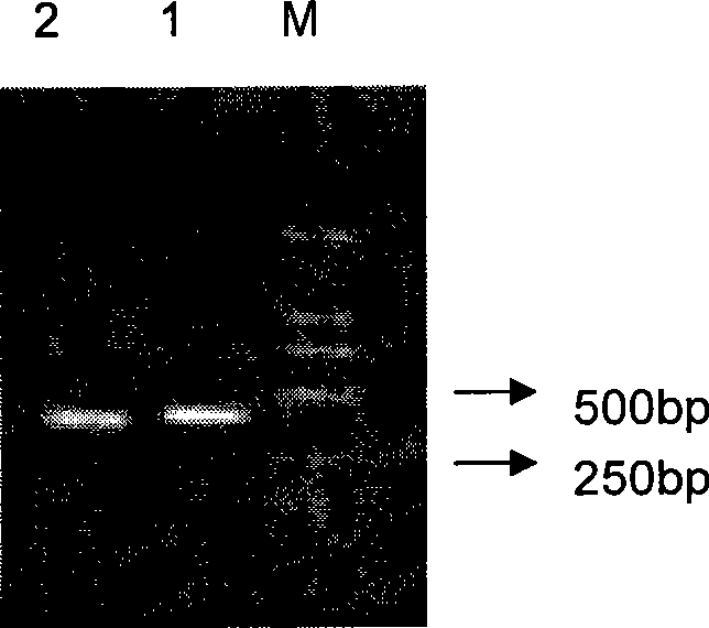 Anti-schistosomiasis monoclonal antibody NP11-4 single-chain antibody, preparation and use thereof