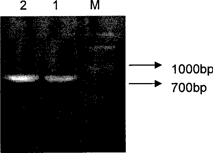 Anti-schistosomiasis monoclonal antibody NP11-4 single-chain antibody, preparation and use thereof