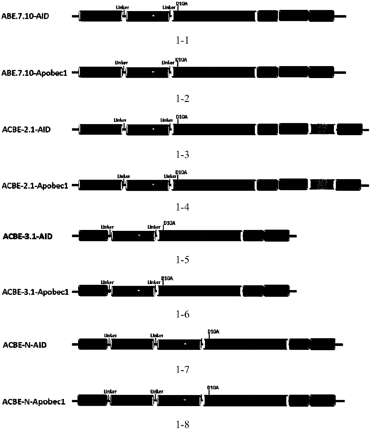 Application of novel base conversion editing system on gene therapy