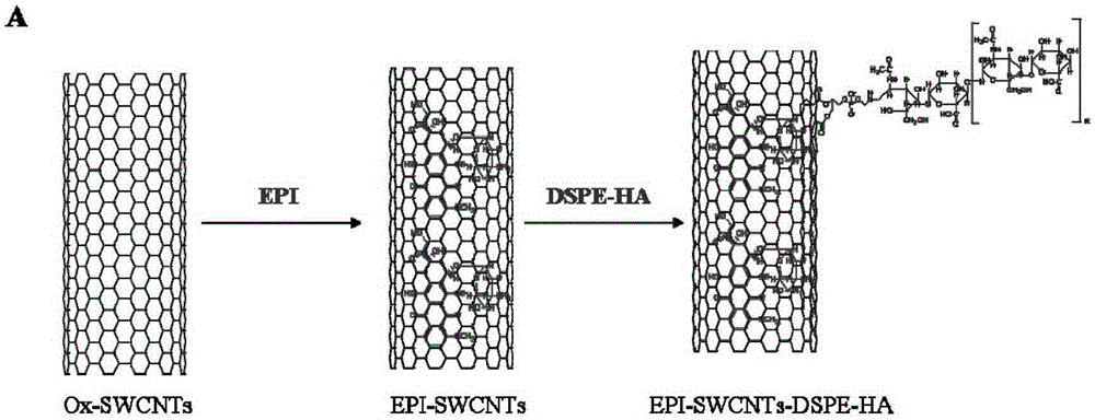 Targeting carbon nanotube drug delivery system, and preparation method and applications thereof