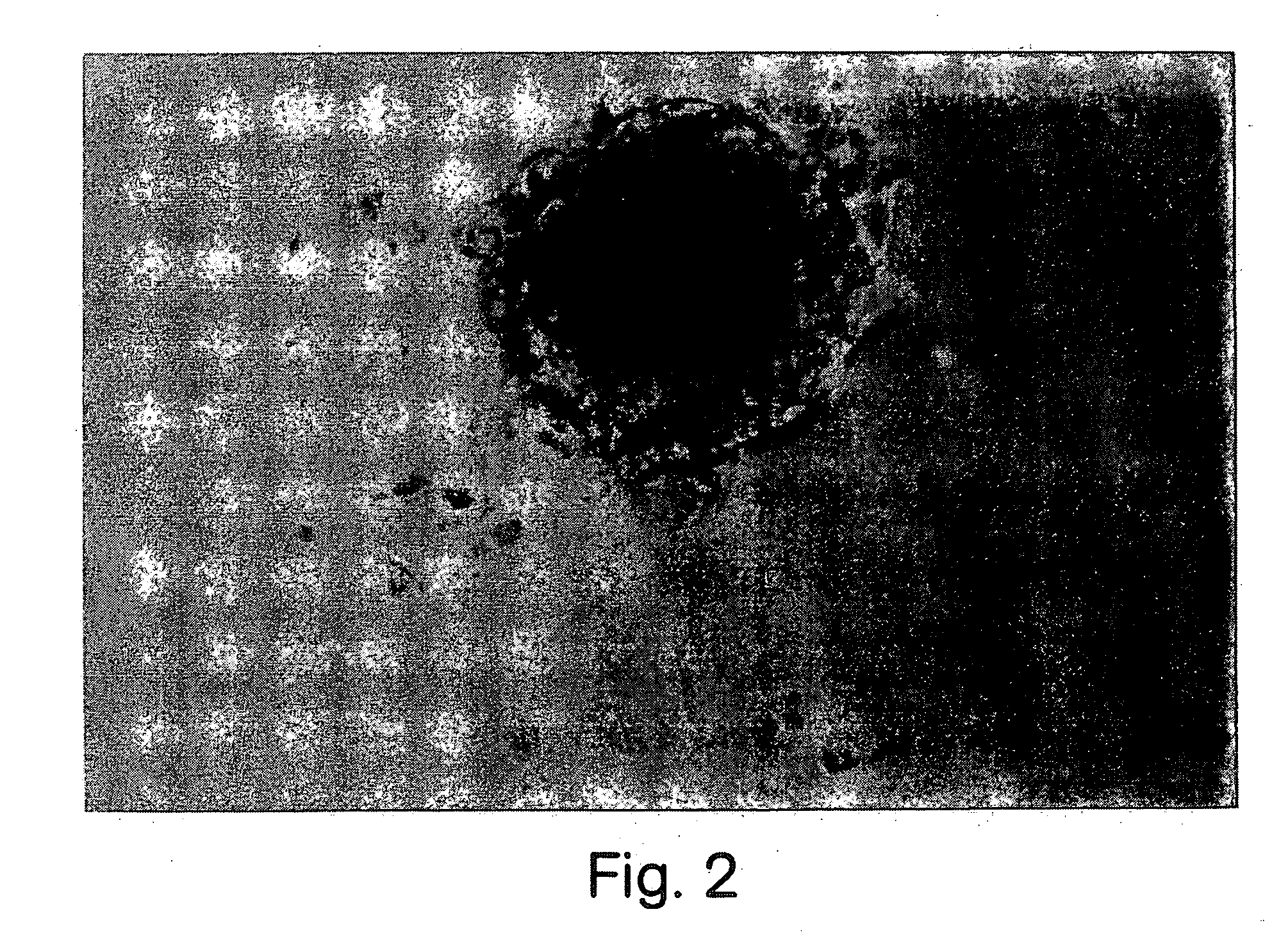 Pharmaceuticals containing retinal stem cells