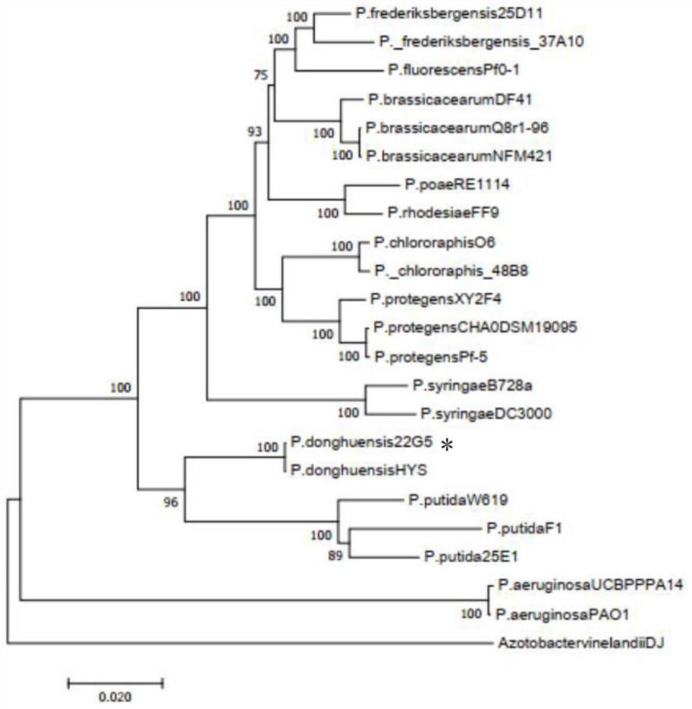 Pseudomonas donghuensis 22G5 and application of effective component 7-hydroxycyclohepttrienone thereof in prevention and treatment of crop Verticillium wilt