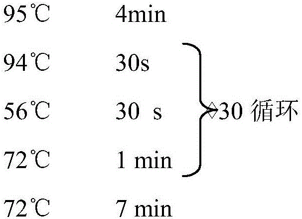 SNP (single nucleotide polymorphism) marker for evaluating growth performance of ctenopharyngodonidella, primer and evaluation method