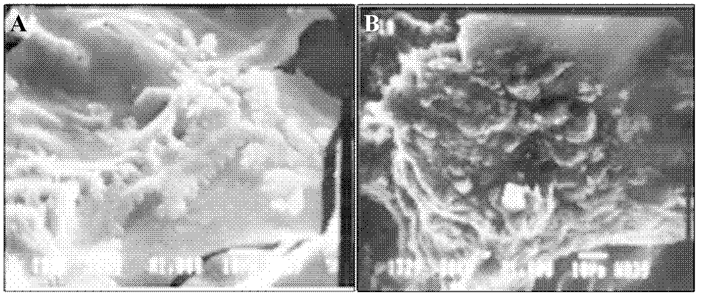 Non-contact three-dimensional co-culture method for cells