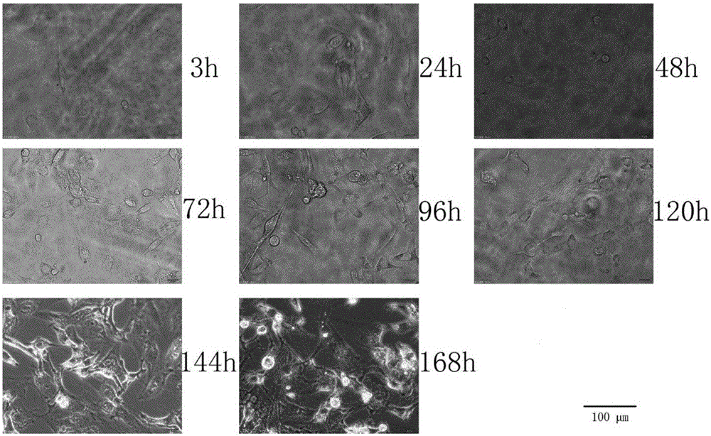 Microfluidic chip used for cell co-culture and cell culture method thereof