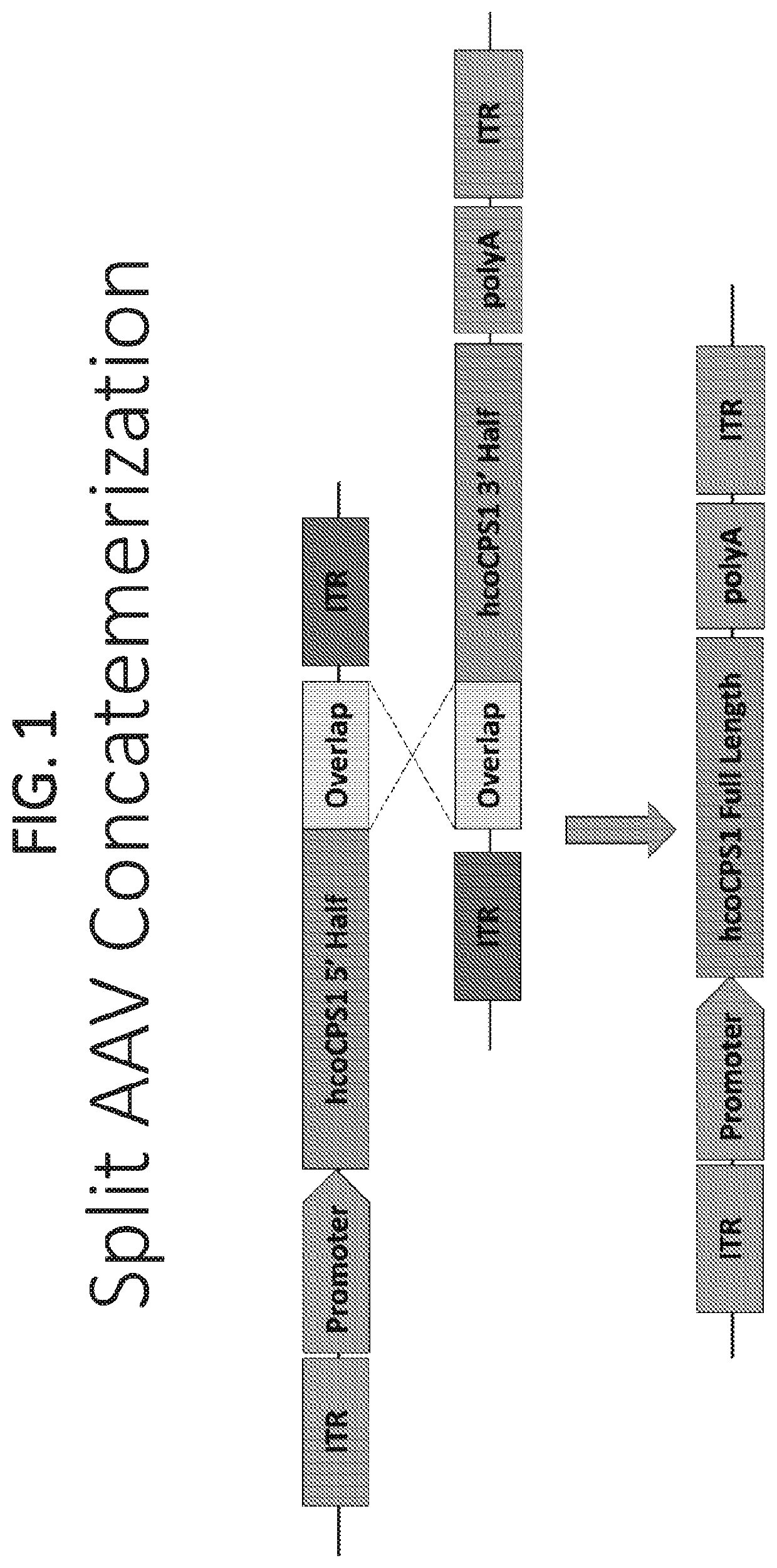 Treatment for restoring ureagenesis in carbamoyl phosphate synthetase 1 deficiency