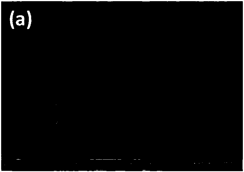 A preparation method of candied haws-shaped superamphiphobic composite material