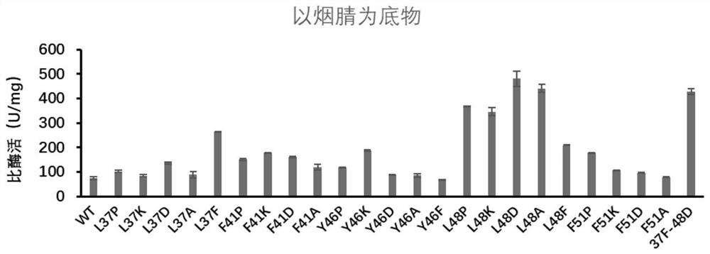 Nitrile hydratase mutant and application thereof