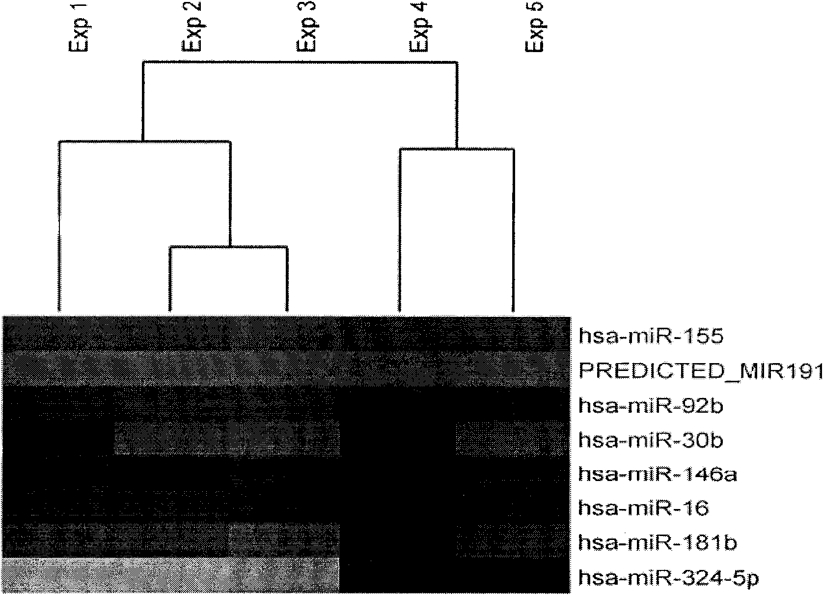 Application of miR-155 in preparing medicine for curing gastricism