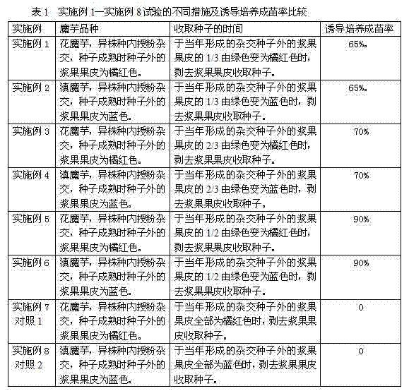 Two-generation in one year reproduction method for konjac cross breeding