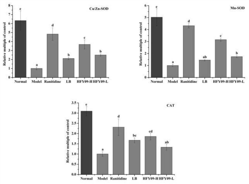 Probiotic and application thereof in gastric injury