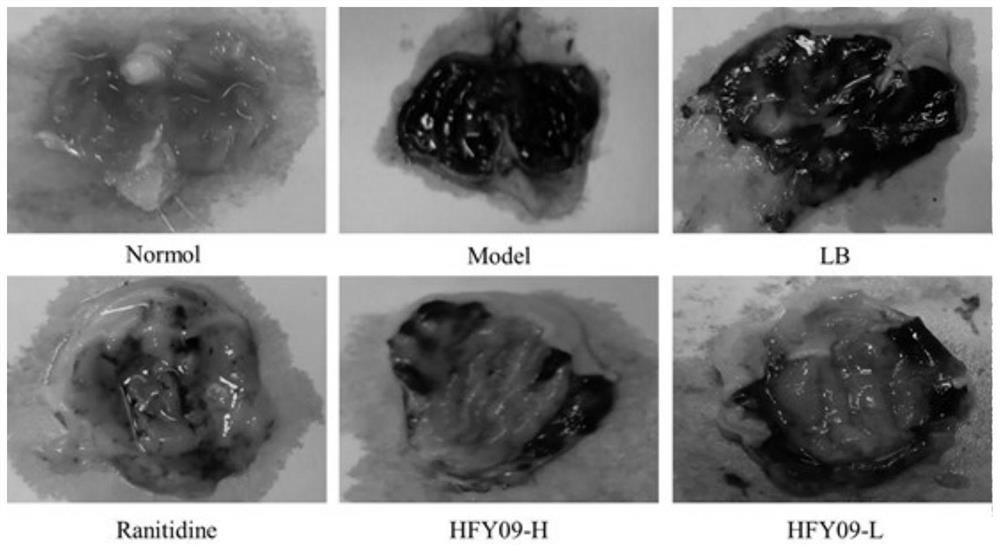 Probiotic and application thereof in gastric injury