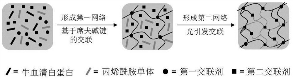 Albumin adhesive and preparation method thereof