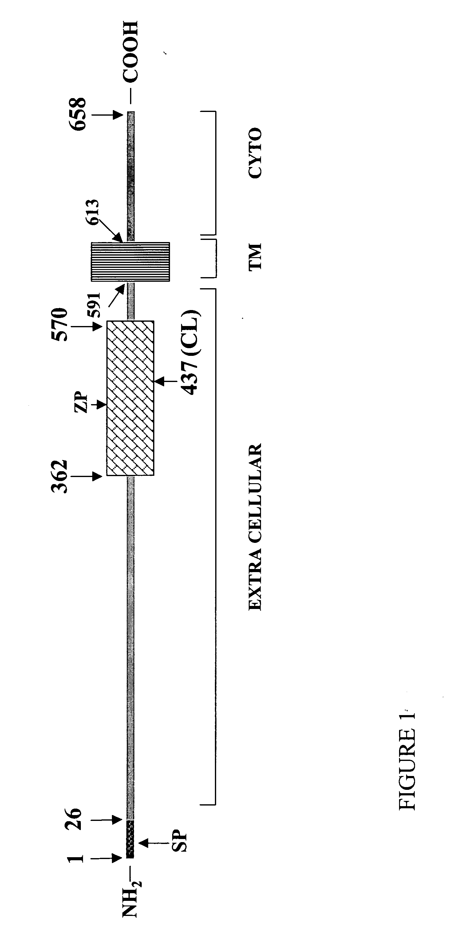 Methods of diagnosing and treating complications of pregnancy