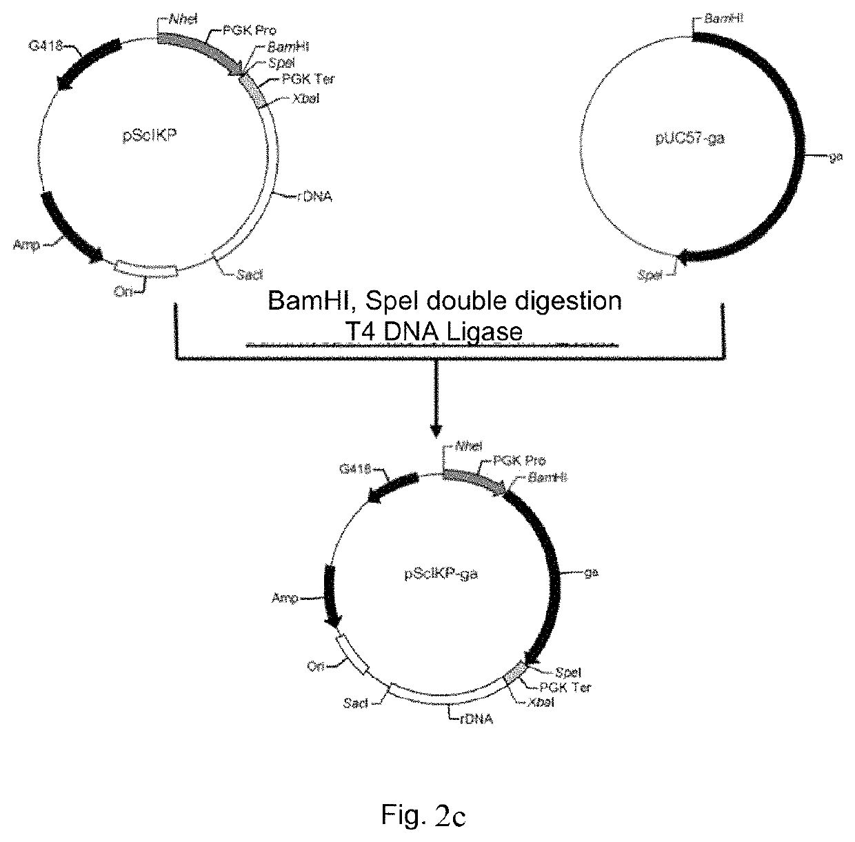 Genetically engineered <i>Candida utilis </i>capable of degrading and utilizing kitchen waste and construction method therefor