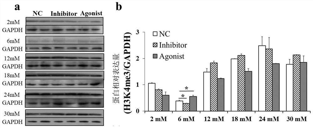 Application of histone methylation H3K4me3 in mouse ovarian development