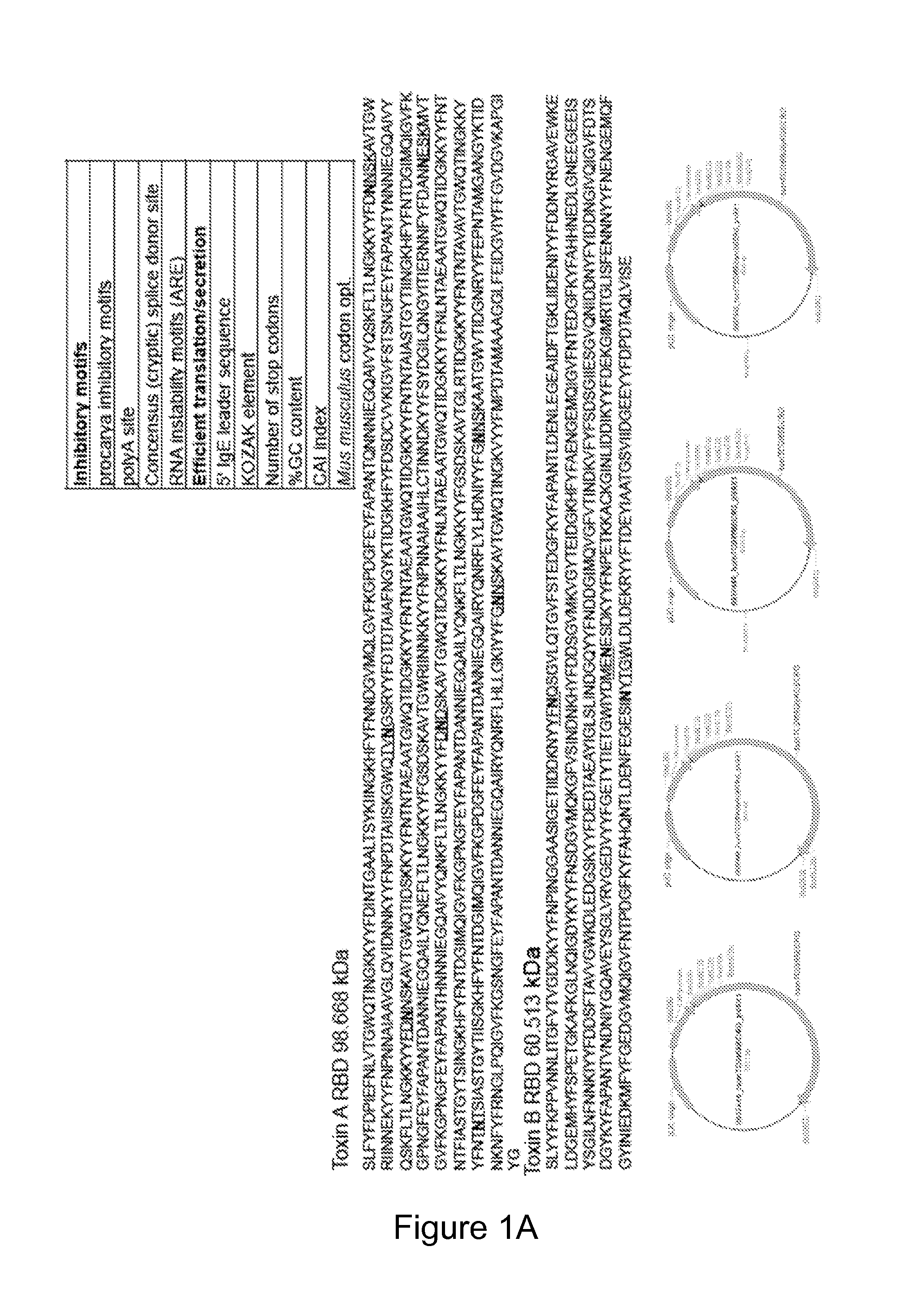 Novel Clostridium Difficile DNA Vaccine