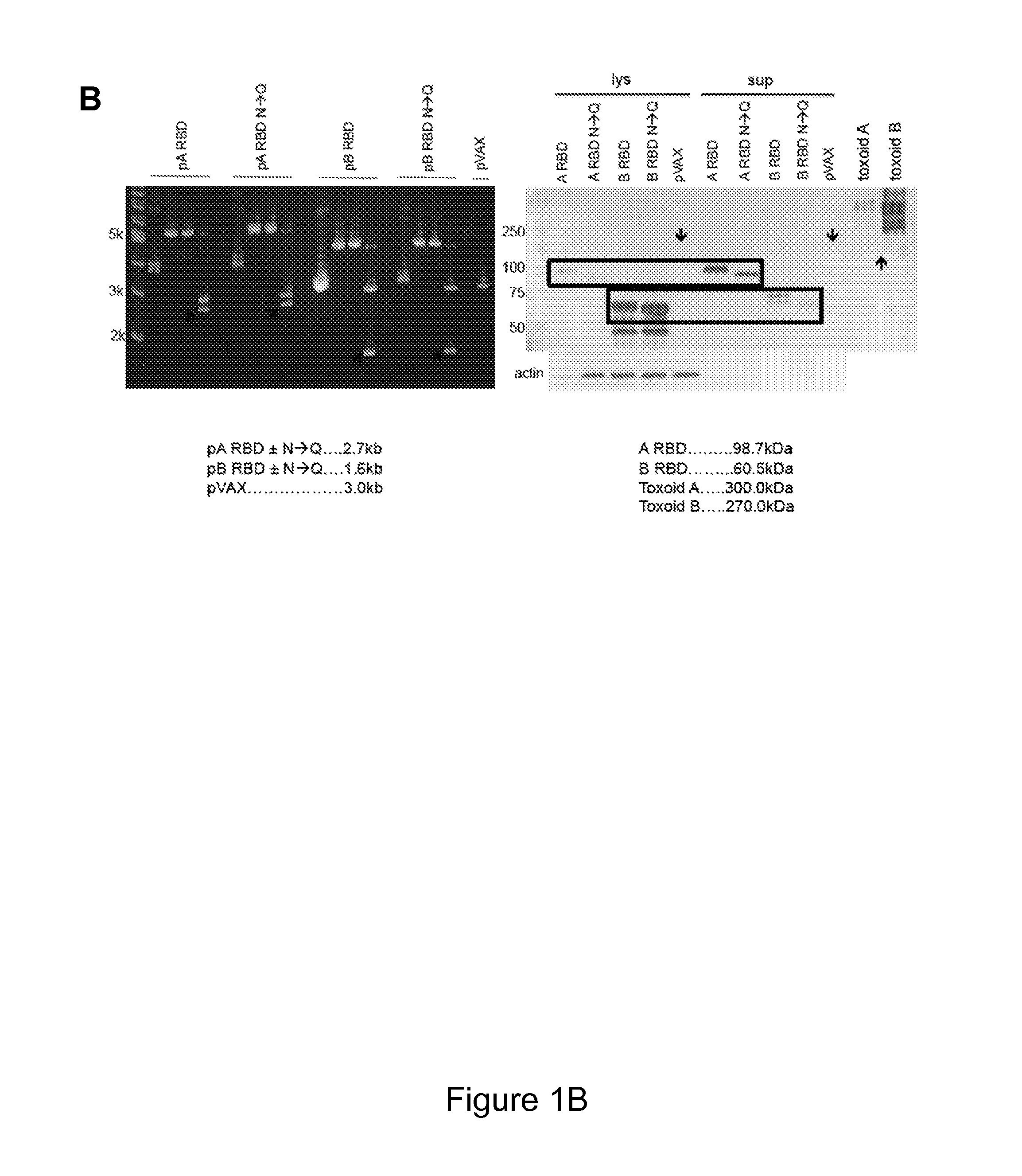 Novel Clostridium Difficile DNA Vaccine