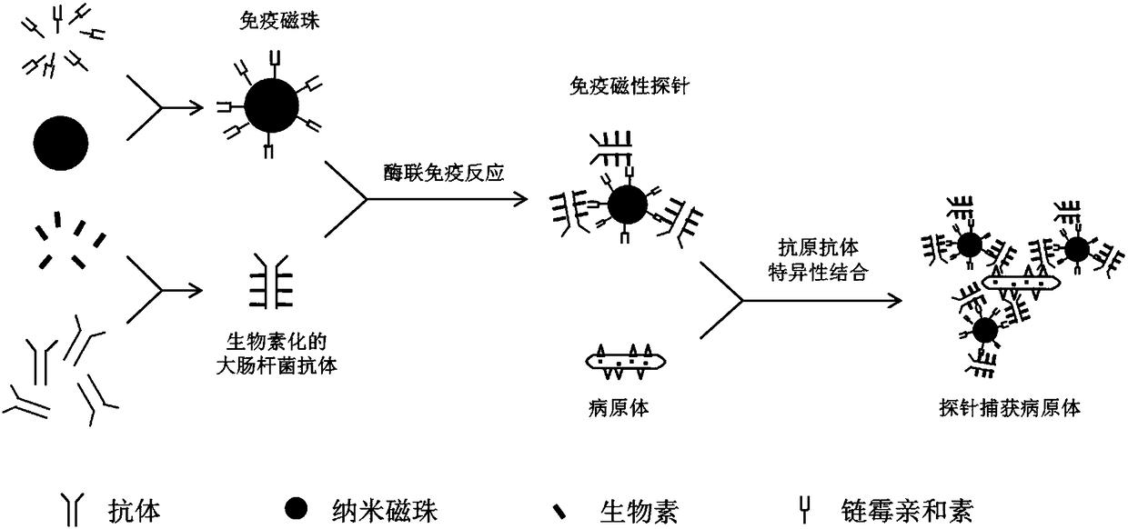 Method for detecting escherichia coli based on immunomagnetic separation technique and bioluminescence technique