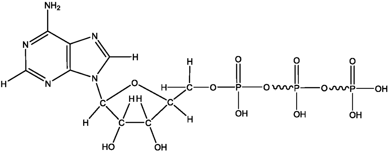 Method for detecting escherichia coli based on immunomagnetic separation technique and bioluminescence technique