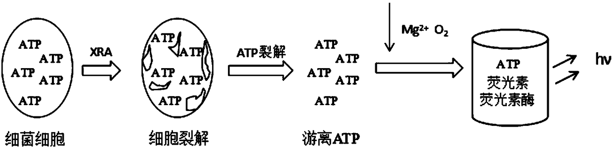 Method for detecting escherichia coli based on immunomagnetic separation technique and bioluminescence technique