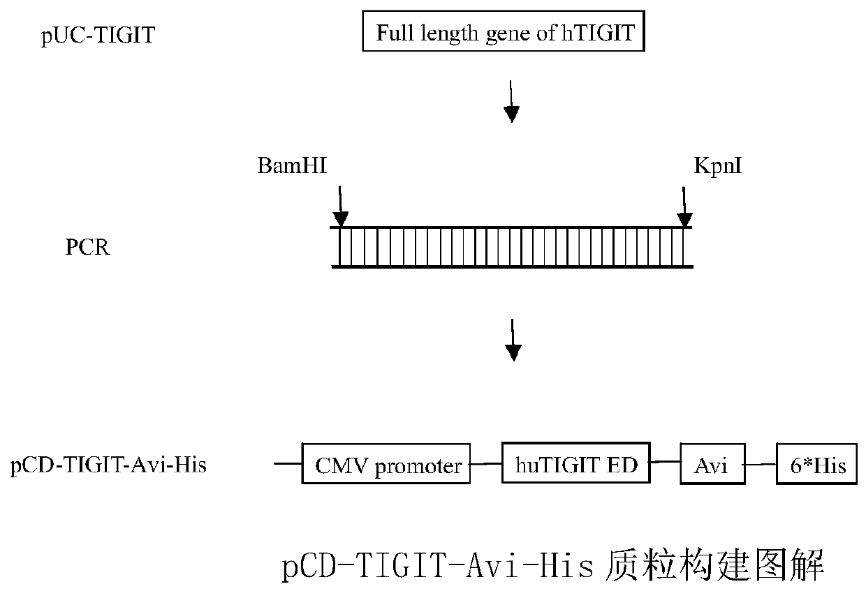 Full-human huTIGIT monoclonal antibody and application thereof