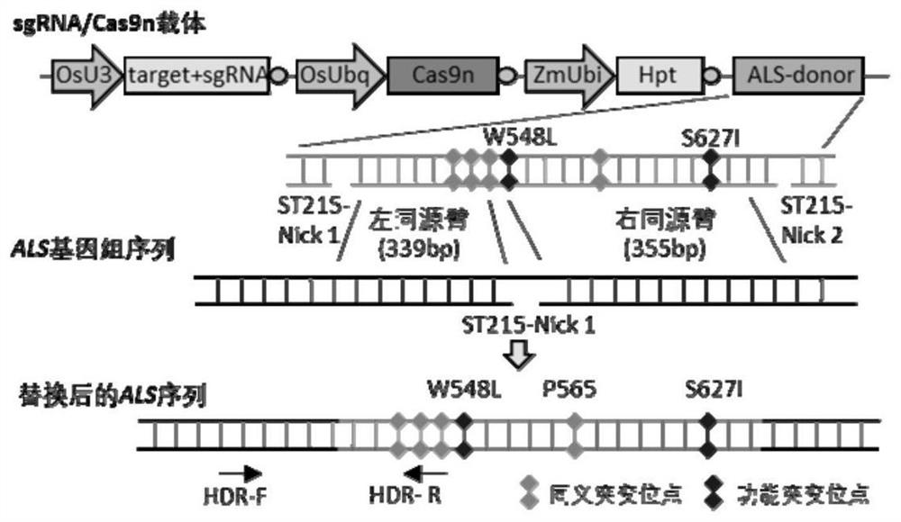 A method for improving gene replacement efficiency in plants