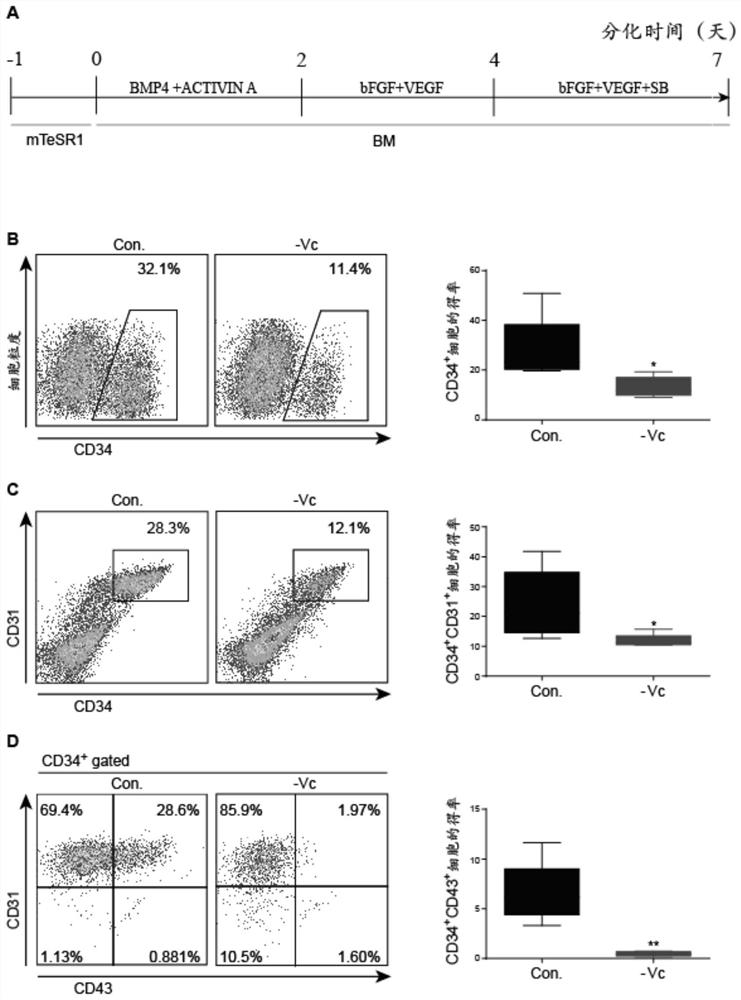 The use of vitamin c in the preparation of culture medium