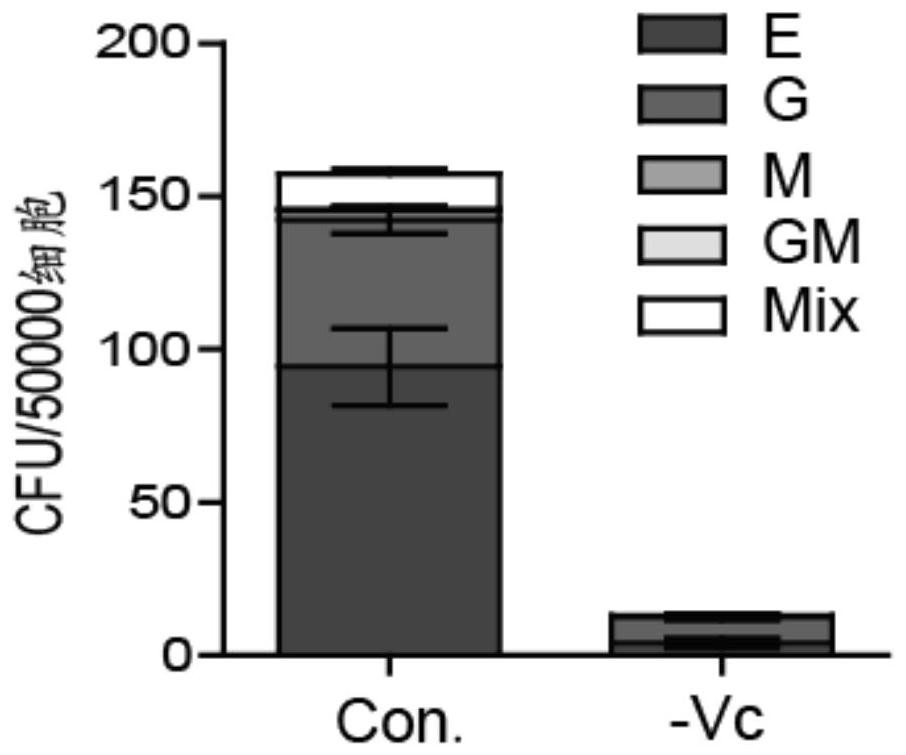 The use of vitamin c in the preparation of culture medium