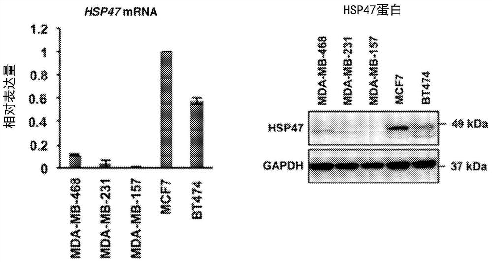 Agent using hsp47 inhibitor to suppress metastasis