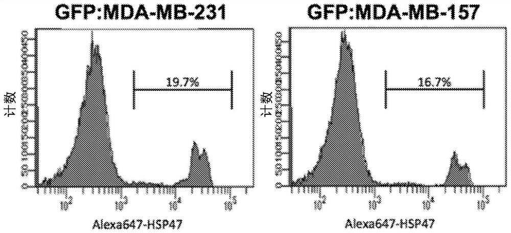 Agent using hsp47 inhibitor to suppress metastasis