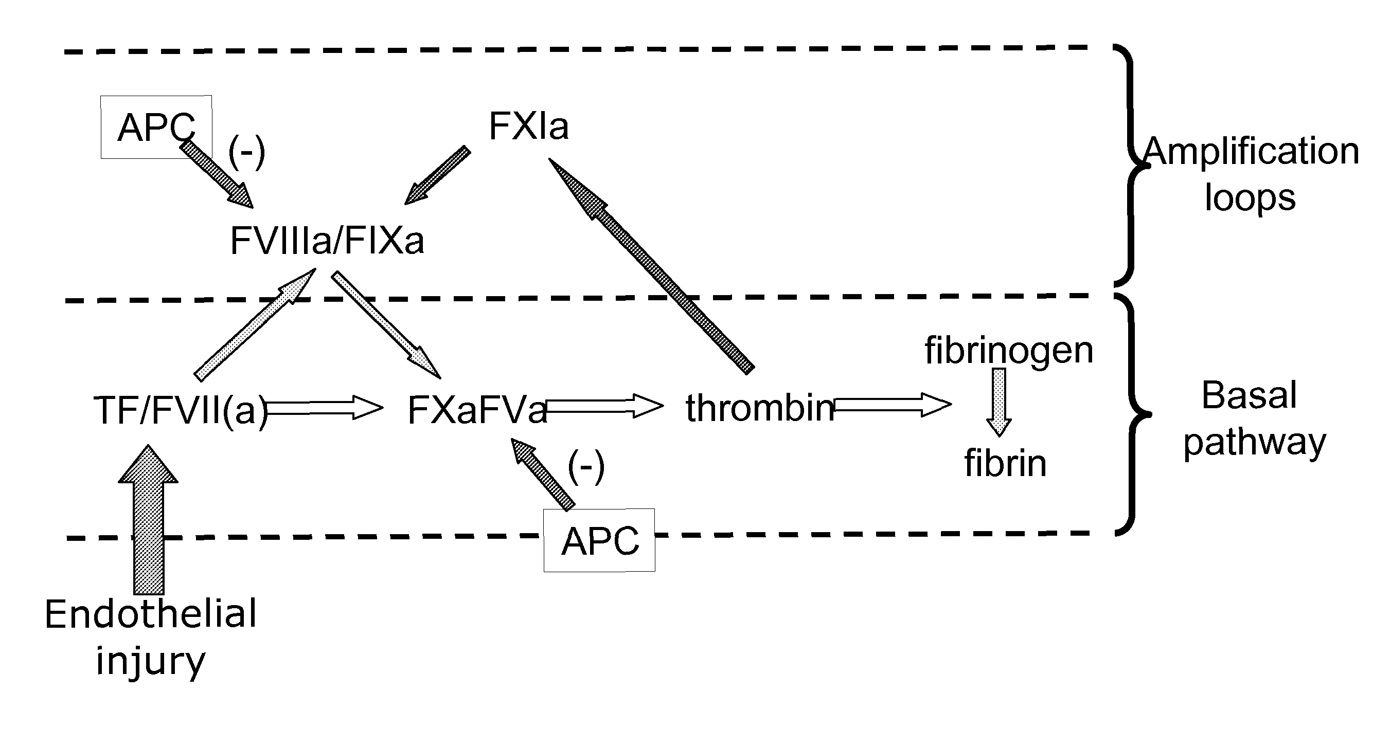 Complementation of factor xi deficeincy by factor v mutants