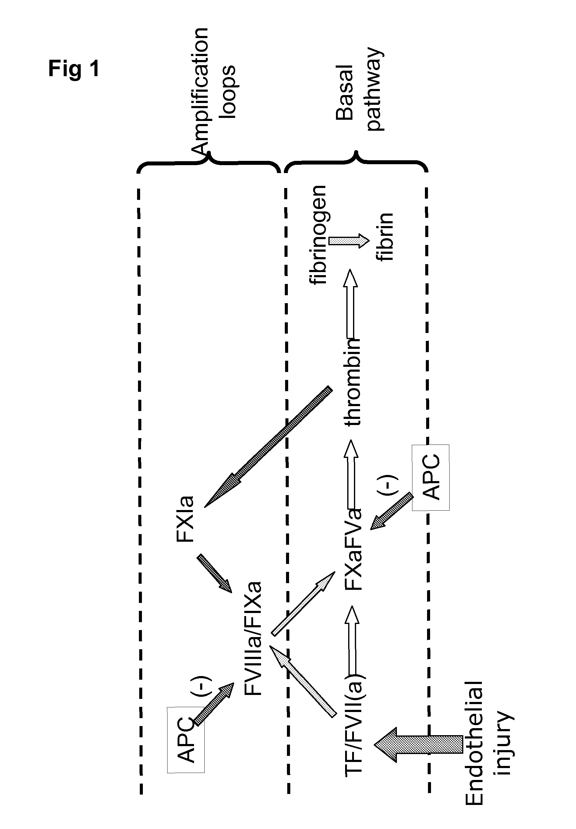 Complementation of factor xi deficeincy by factor v mutants