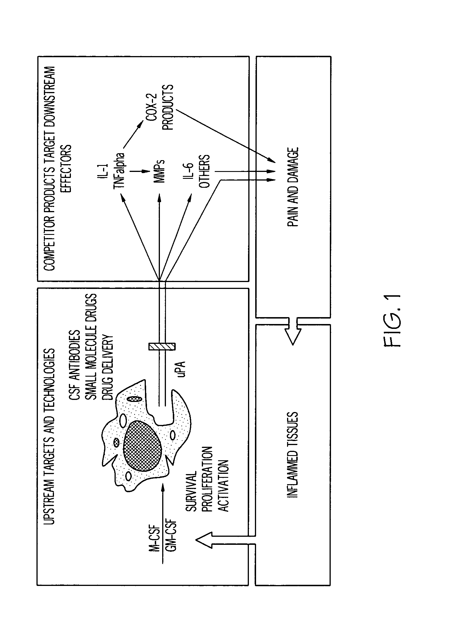 Methods of ameliorating inflammatory disease using an uPA antagonist