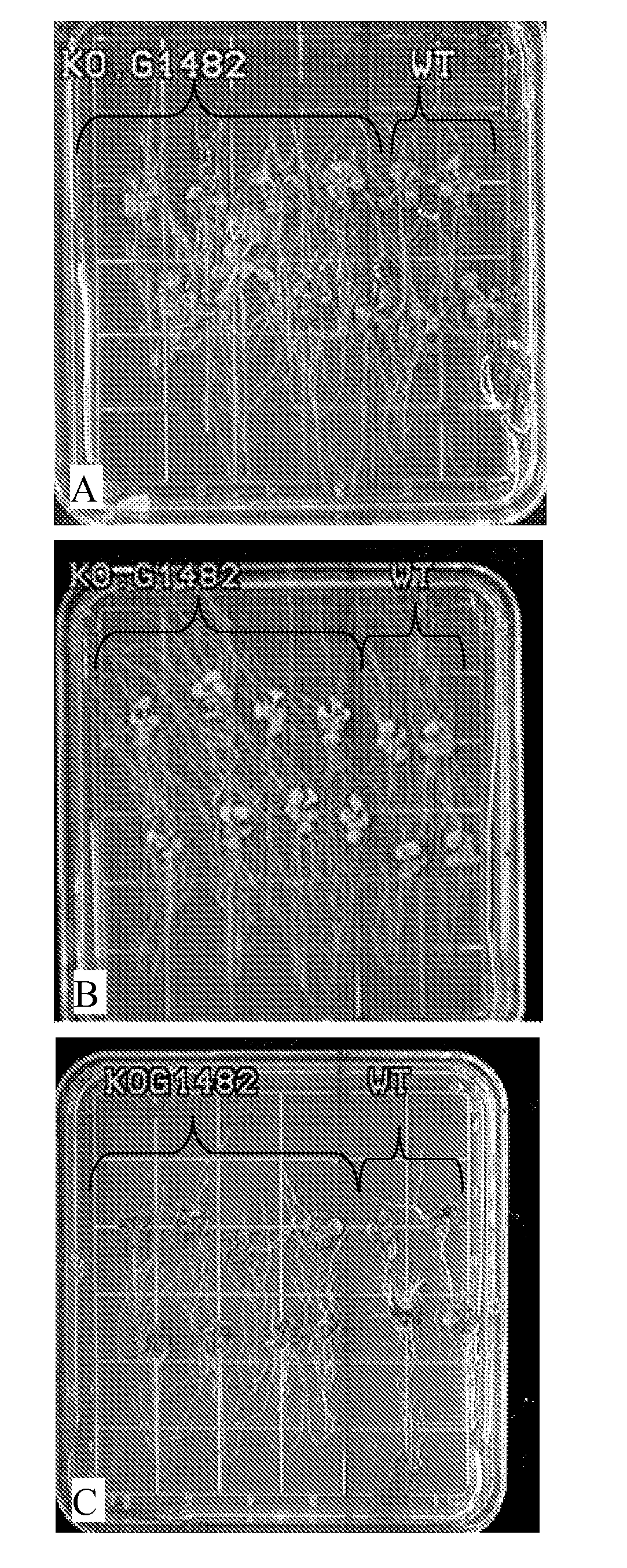 Enhancement of plant yield vigor and stress tolerance