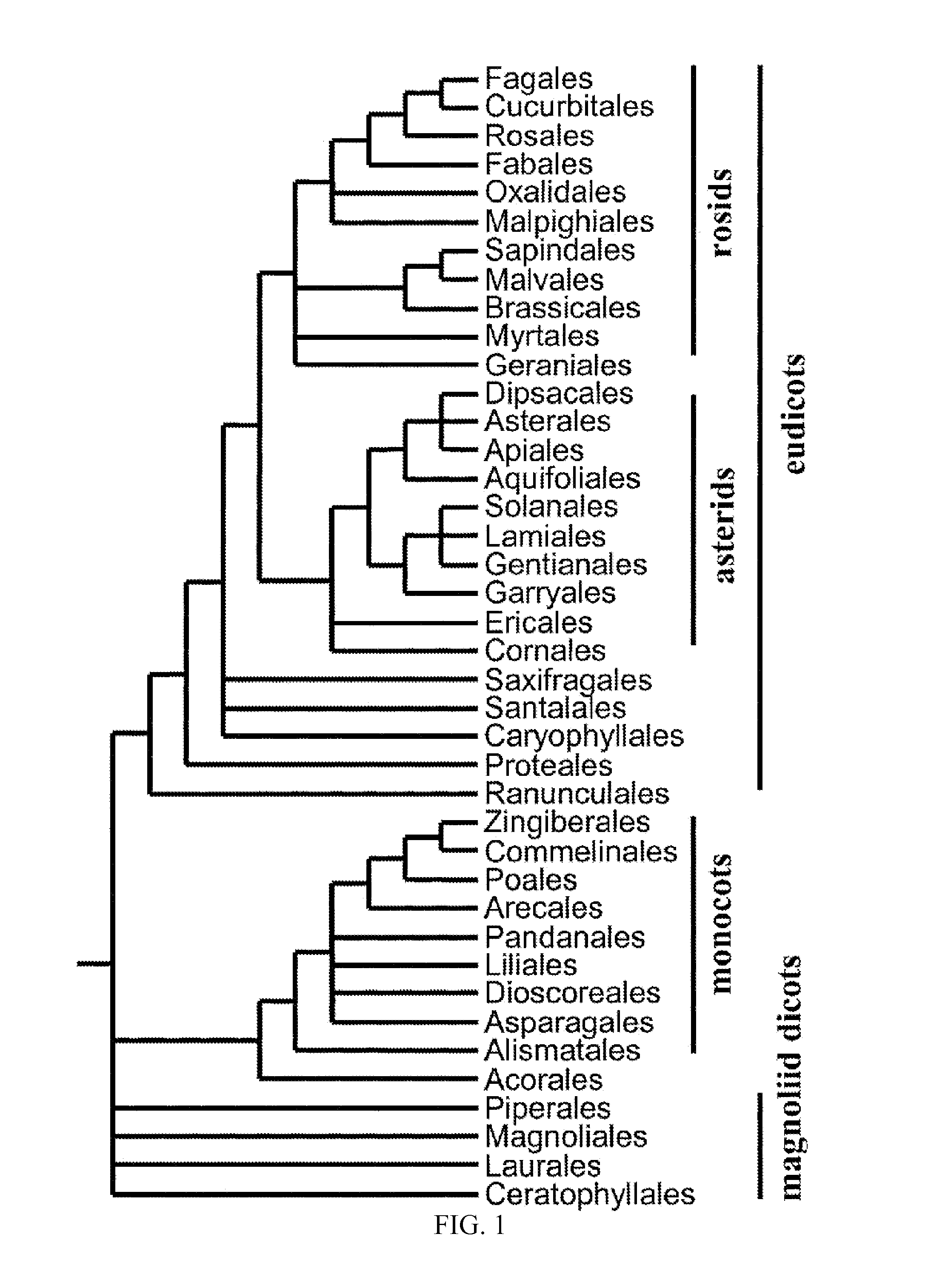 Enhancement of plant yield vigor and stress tolerance