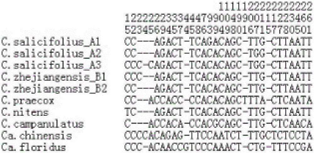 DNA barcode identification method of traditional She medicinal Shiliang herb tea based original species and related confusable species