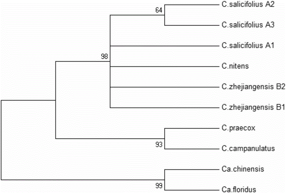 DNA barcode identification method of traditional She medicinal Shiliang herb tea based original species and related confusable species