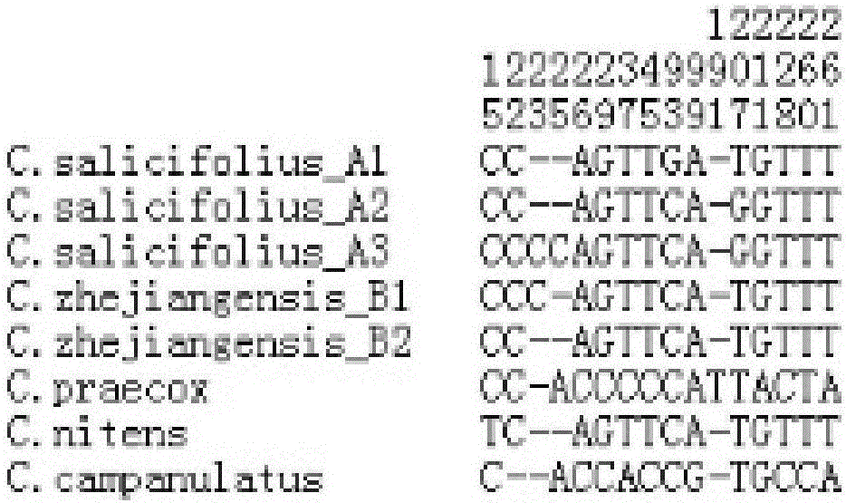 DNA barcode identification method of traditional She medicinal Shiliang herb tea based original species and related confusable species