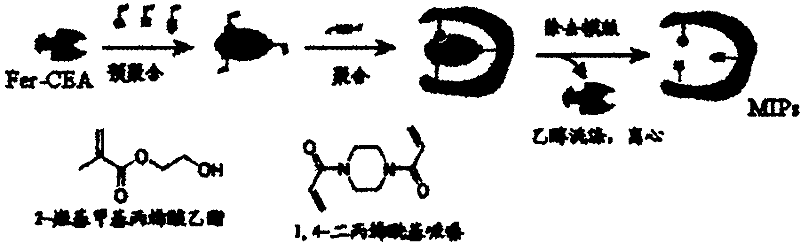 Preparation method of molecularly imprinted polymer for detecting lung cancer tumor markers