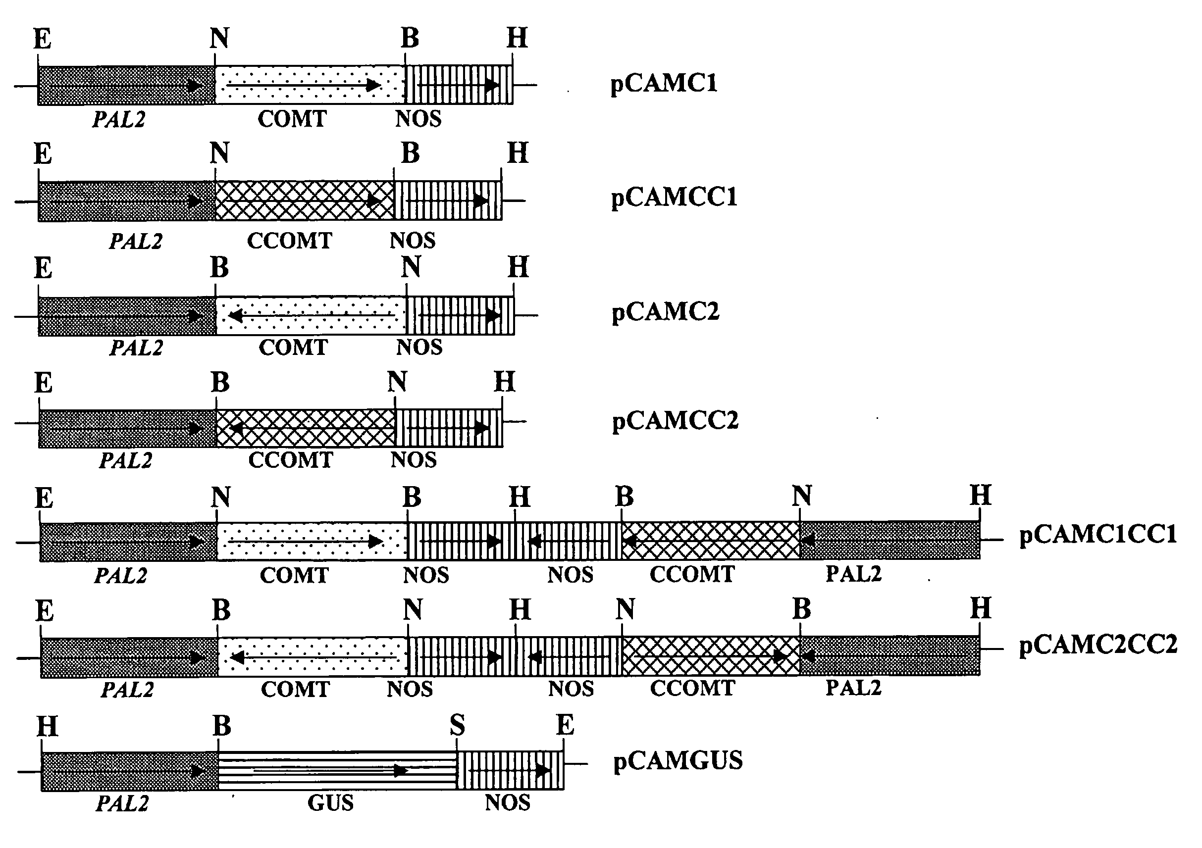 Method for modifying lignin composition and increasing in vivo digestibility of forages