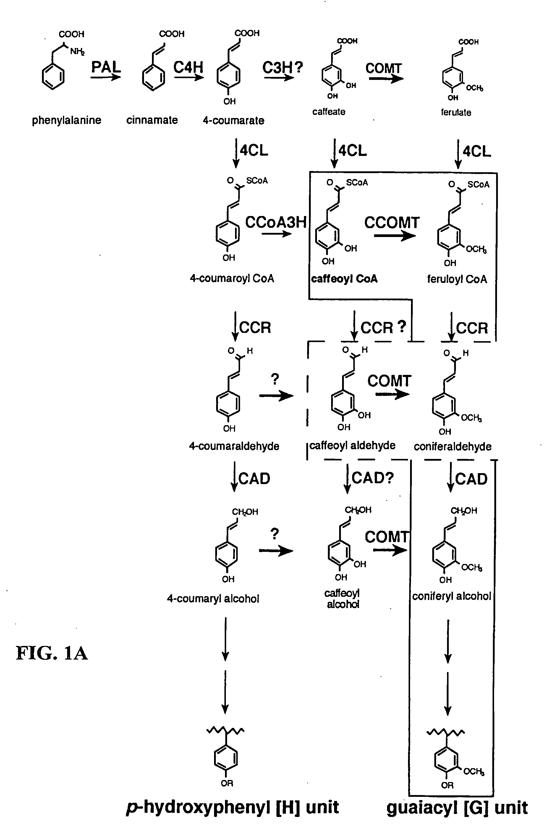 Method for modifying lignin composition and increasing in vivo digestibility of forages