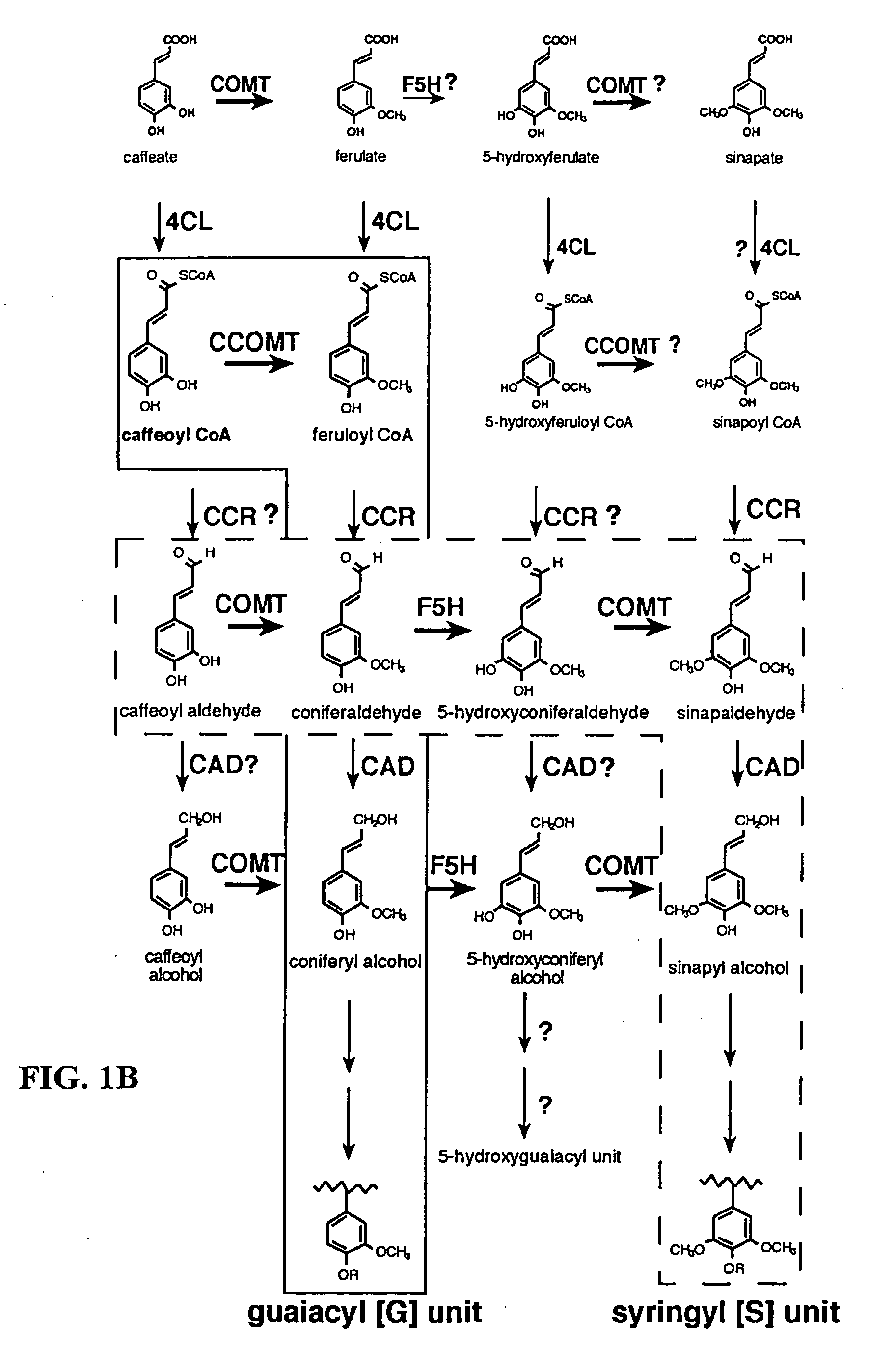 Method for modifying lignin composition and increasing in vivo digestibility of forages