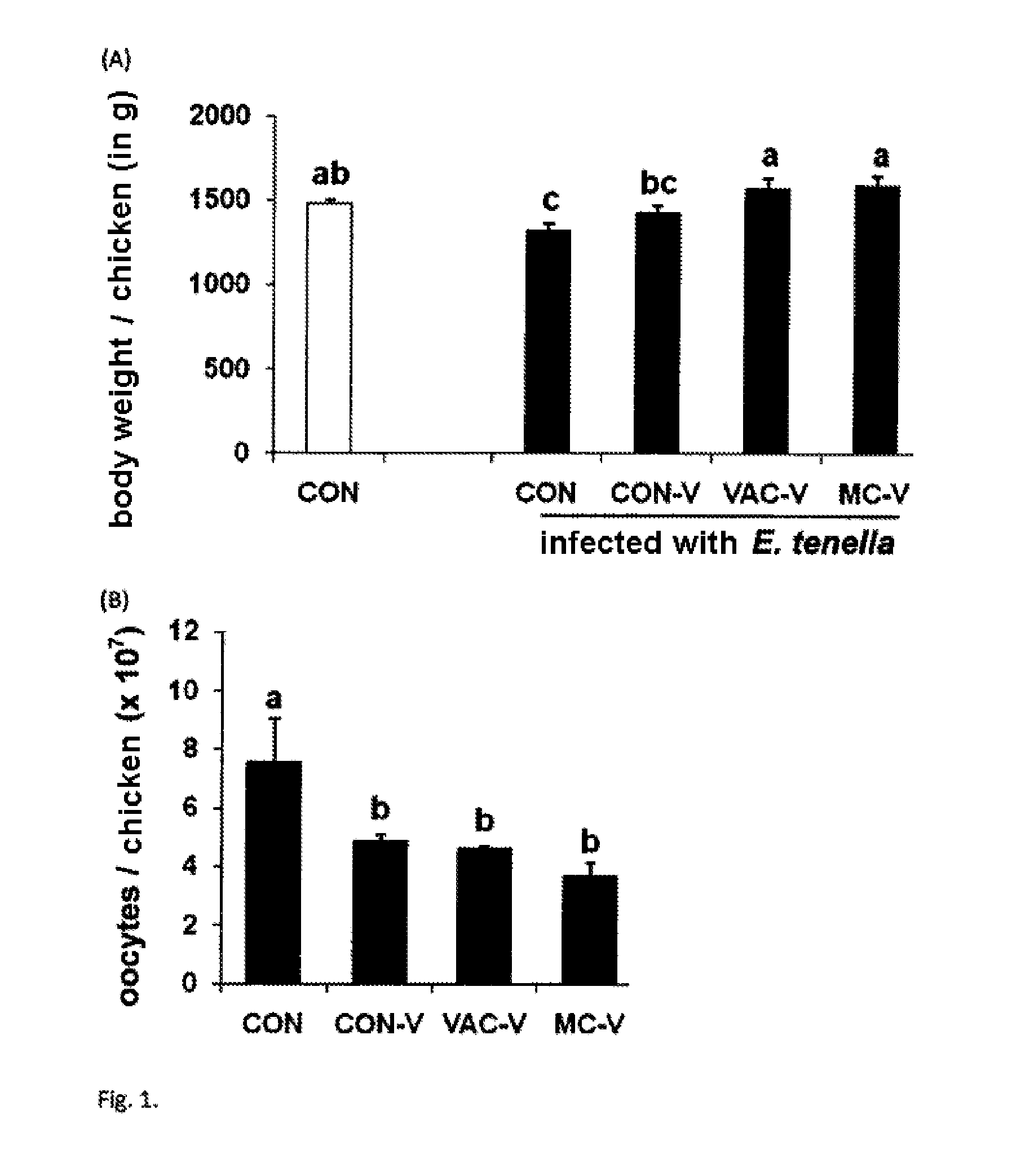 Use of a food additive based on at least one phytonutrient for stimulating vaccine immunity against apicomplexa in animals