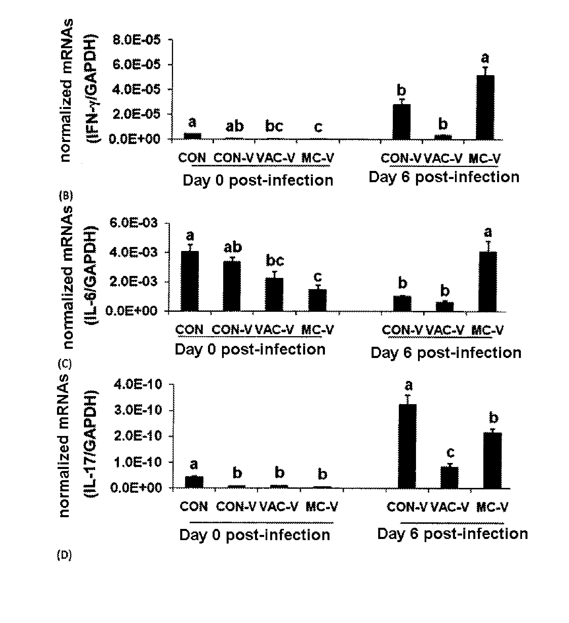 Use of a food additive based on at least one phytonutrient for stimulating vaccine immunity against apicomplexa in animals