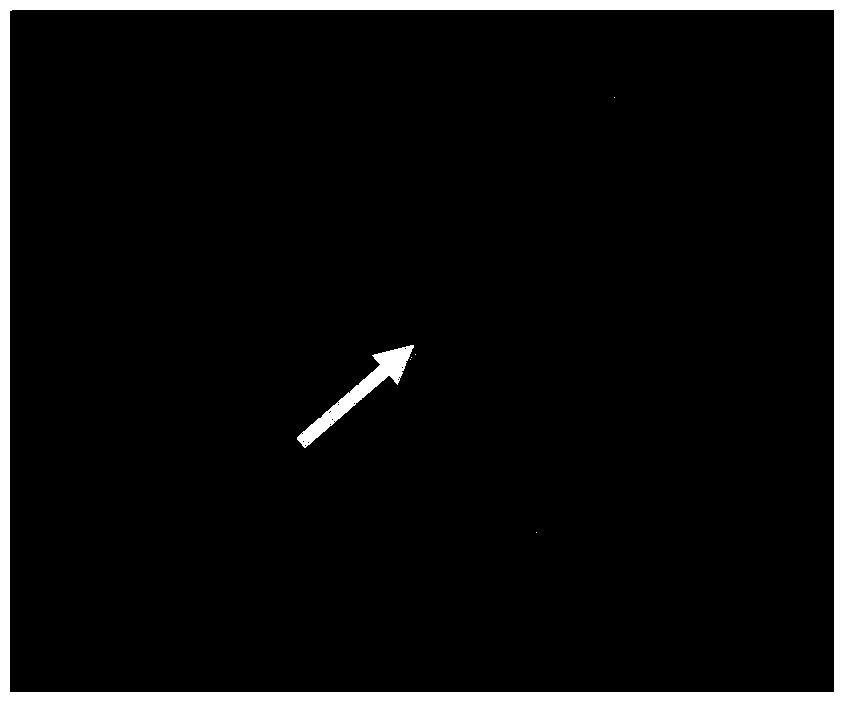 Modeling method of helicobacter pylori infection animal model